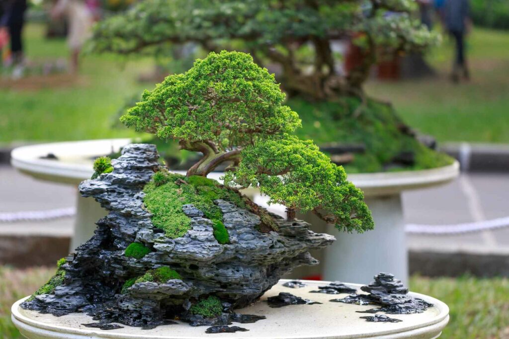 Un bonsaï apporte une touche de nature et de zen à l'atmosphère. Il symbolise l'harmonie et la paix, ajoutant une dimension apaisante à l'expérience de massage Shiatsu.